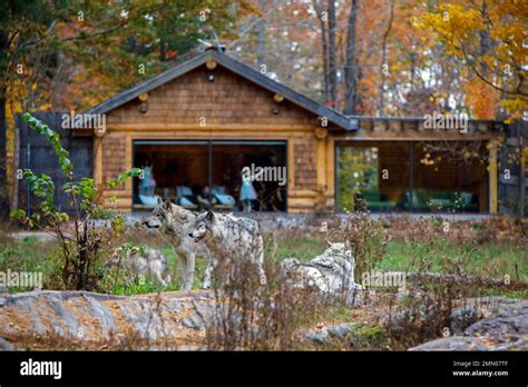 montebello canada wolf cabin.